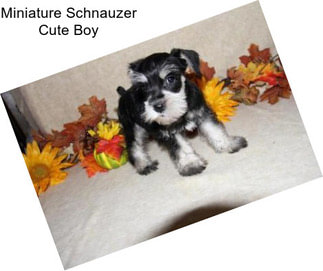 Miniature Schnauzer Cute Boy