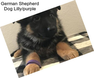 German Shepherd Dog Lilly/purple