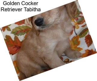 Golden Cocker Retriever Tabitha