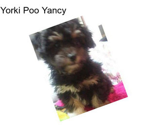 Yorki Poo Yancy