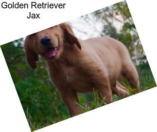 Golden Retriever Jax