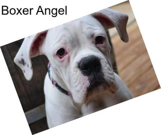 Boxer Angel