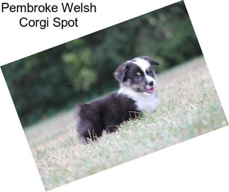 Pembroke Welsh Corgi Spot