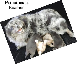 Pomeranian Beamer