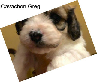 Cavachon Greg