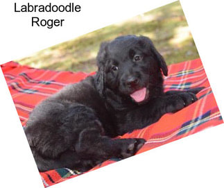 Labradoodle Roger