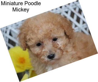 Miniature Poodle Mickey