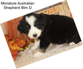 Miniature Australian Shepherd Btm D