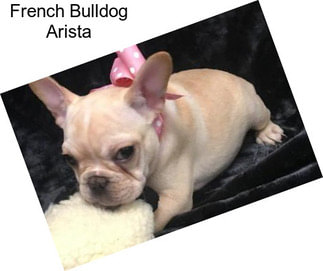 French Bulldog Arista