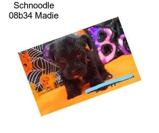 Schnoodle 08b34 Madie