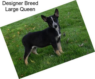 Designer Breed Large Queen