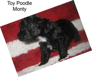 Toy Poodle Monty