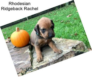 Rhodesian Ridgeback Rachel