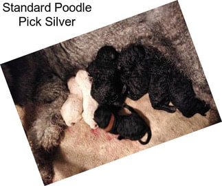 Standard Poodle Pick Silver