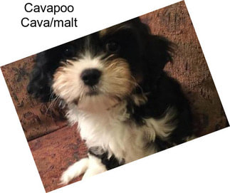 Cavapoo Cava/malt