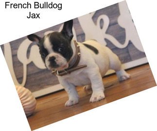 French Bulldog Jax