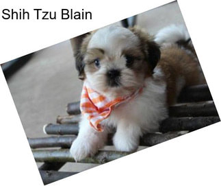 Shih Tzu Blain