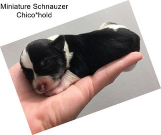 Miniature Schnauzer Chico*hold