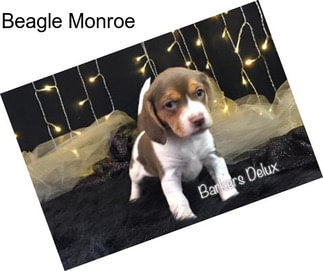 Beagle Monroe