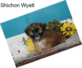 Shichon Wyatt