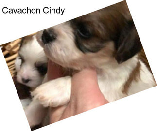 Cavachon Cindy