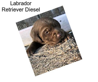 Labrador Retriever Diesel