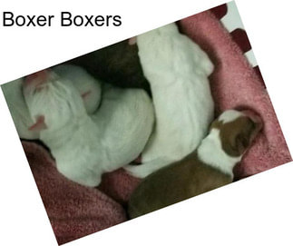 Boxer Boxers