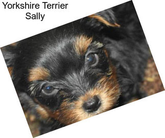 Yorkshire Terrier Sally