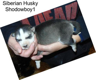 Siberian Husky Shodowboy1