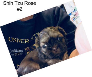 Shih Tzu Rose #2