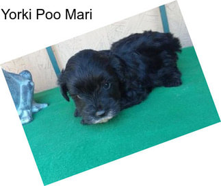 Yorki Poo Mari