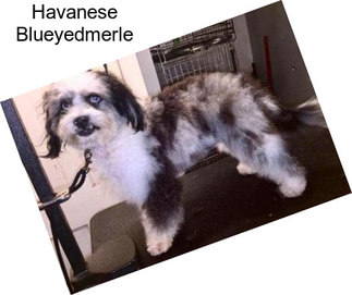 Havanese Blueyedmerle