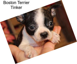 Boston Terrier Tinker