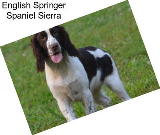 English Springer Spaniel Sierra