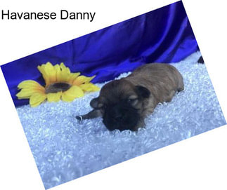 Havanese Danny