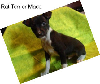 Rat Terrier Mace