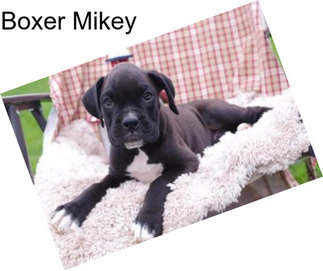 Boxer Mikey