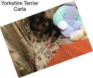 Yorkshire Terrier Carla