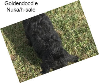 Goldendoodle Nuka/h-sale