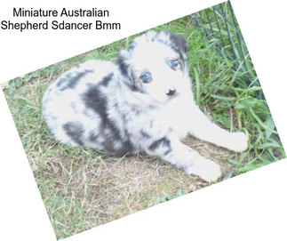 Miniature Australian Shepherd Sdancer Bmm