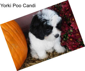 Yorki Poo Candi