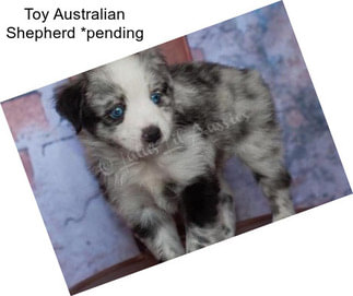 Toy Australian Shepherd *pending
