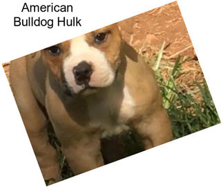 American Bulldog Hulk