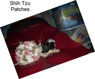 Shih Tzu Patches