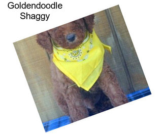 Goldendoodle Shaggy