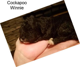 Cockapoo Winnie