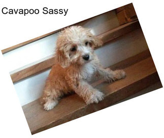 Cavapoo Sassy