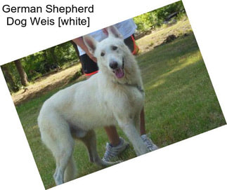 German Shepherd Dog Weis [white]