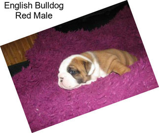 English Bulldog Red Male