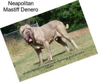 Neapolitan Mastiff Denero